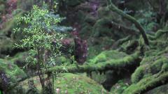 音乐短片,风景,轻音乐 - 倾听大自然的声音