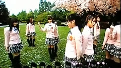SNH48 - 化作樱花树