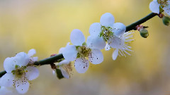 Plum Blossom