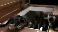 搞笑音乐 - The Difference Between Dogs And Cats