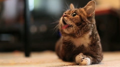 搞笑音乐 - Virtual One-On-One Facetime With Lil BUB