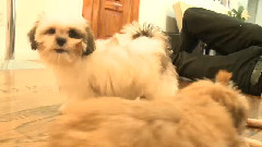 搞笑音乐 - Shih Tzu Puppies Eat Your Money