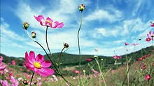  - Summer Scent