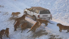 音乐短片 - China Tiger Park (Tiger Leaps 20 feet for Pheasant!)