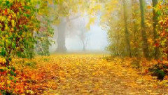 Andre Rieu,音乐短片 - Autumn Leaves