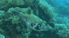 帕劳海岸的珊瑚礁天堂