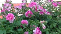 Shiuan's Rose Garden 花园日记