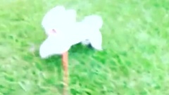 蔡依林 - 奔跑的屋虎