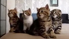 搞笑音乐,音乐短片 - 猫咪搞笑集锦