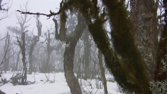 Dr Rai In The Snow