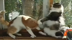 搞笑音乐,音乐短片 - 搞笑猫咪拳王争霸赛