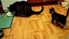 搞笑音乐,音乐短片 - 小萌猫