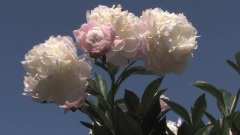 Peonies At The New York Botanical Garden