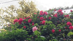 Shiuan's Rose Garden