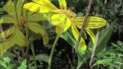 Wildflowers In July
