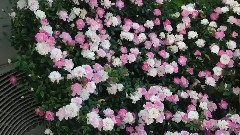 Shiuan's Rose Garden