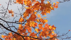 October Colours