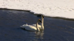 音乐短片,轻音乐 - Trumpeter Swans
