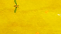 初音未来 - シカーダ