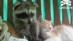 搞笑音乐 - Raccoon Thinks A Kitten Is His Teddy Bear