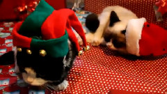 Grumpy Cat and Pokey On Christmas