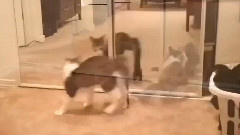 音乐短片,搞笑音乐 - 与镜子过不去的猫咪