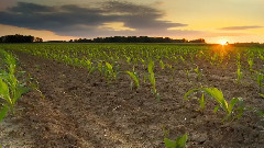 音乐短片 - 大自然在说话之The Soil