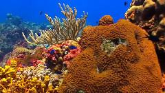 音乐短片 - 大自然在说话之Coral Reef