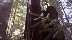 音乐短片 - 大自然在说话之The Redwood