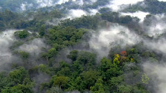 音乐短片 - 大自然在说话之The Rainforest