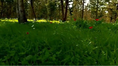 音乐短片 - 送你一支玫瑰花