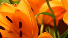 音乐短片 - 梦 禾雀花