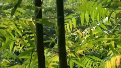 音乐短片 - Bamboo Dance (蜀南竹海)