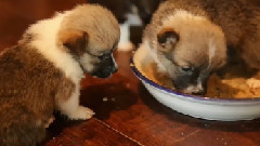 音乐短片 - 4 Week Old Corgi Puppies Are Messy Eaters