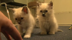 音乐短片 - Which Kitten Is Cutest Episode 8