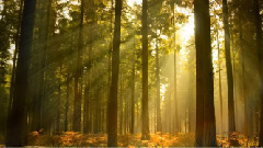 音乐短片 - 舒伯特鳟鱼五重奏