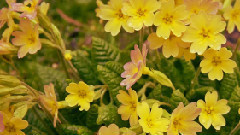 音乐短片 - Nightwish - Turn Loose The Mermaids