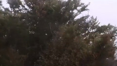 音乐短片 - Mari Trini - Amores