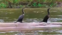 音乐短片 - Картахена карнавал - Колумбия