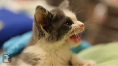 音乐短片 - Amazing Adorable Kittens (Cute Compilation)