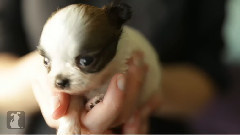 音乐短片 - 70 Seconds Of Adorable Chihuahua Puppies