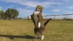 音乐短片 - Didga The Parkour Cat