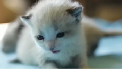 音乐短片 - Two Siamese Kittens Rescued In Cardboard Box