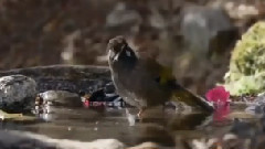 音乐短片 - Schiller