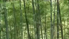 音乐短片 - 竹韵