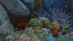 音乐短片 - Opera Without Tthe Boring Bits