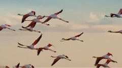 音乐短片 - Schiller Kate Havnevik - Hallucinating Beauty