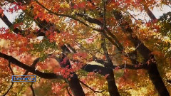 音乐短片 - Andre Gagnon - Mist