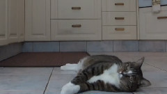 音乐短片 - Cat Does Unbelievable Stunt & Trick Compilation