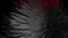 音乐短片 - Renaissance